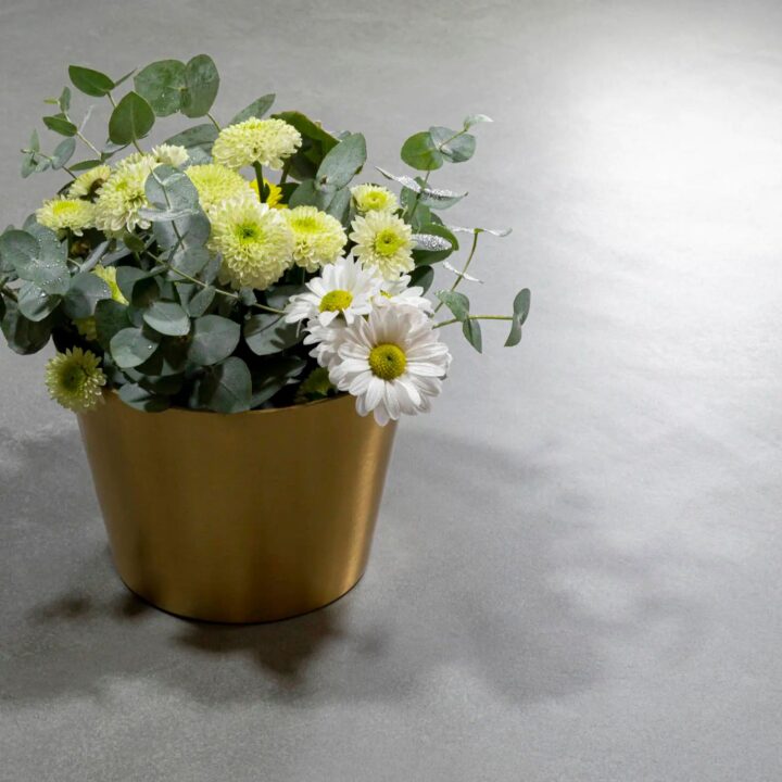 Ascale Cosmopolita Gray